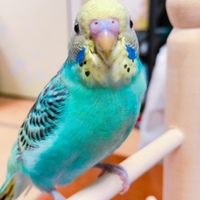 りん
