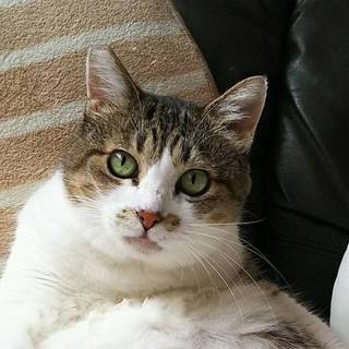 トライアルへ！　おっとり膝猫　たまちゃん