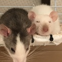 ハムスター