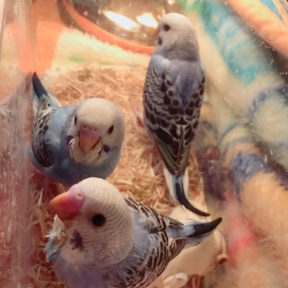 生後一ヶ月のセキセイインコ3羽毛