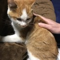 甘えん坊茶トラちゃん