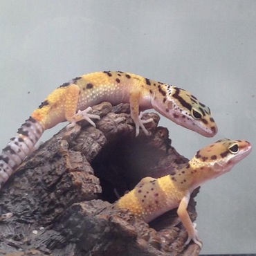 ヒョウモントカゲモドキのアンクとムーン