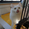 人見知りなし！甘えん坊のオペラ　３歳 サムネイル5