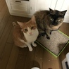 けいな さん