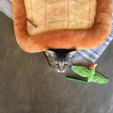 亀の真似遊び。顎乗せマットの下に潜る遊びです。