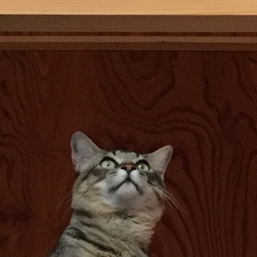 ロフトの渡り廊下から遠くを眺めるハル。藤田嗣治の描く猫に似てる角度w