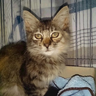 地域猫活動中に保護したチョット長毛な女の子