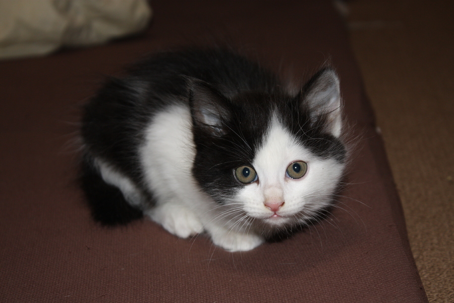 七三分けのハチワレ子猫 」静岡県 - 猫の里親募集(187357) 4枚目の