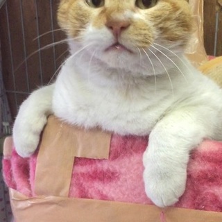 エイズキャリアですが人懐っこいサブロウ君（動画有）