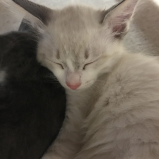 可愛い子猫ちゃんの里親募集