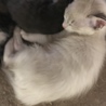 可愛い子猫ちゃんの里親募集 サムネイル2