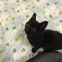 子猫里親募集