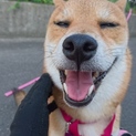小柄で大人しい柴犬★さっちゃん