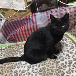 黒猫のハチコに優しいパパママ募集中（動画有）