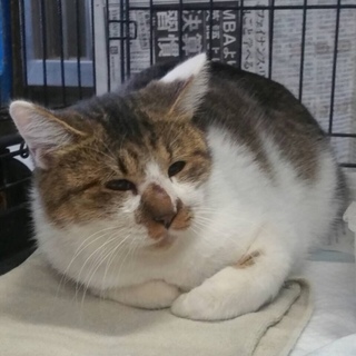 里親様が決まりました♡有難うございました！