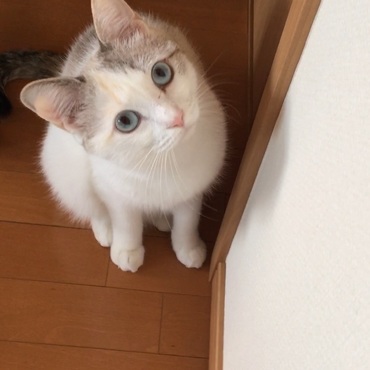 あおいの写真
