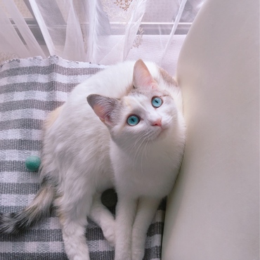 あおいの写真
