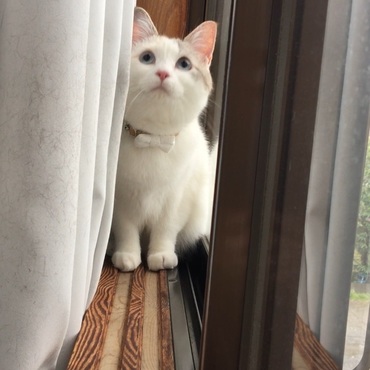 あおいの写真