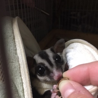 フクロモモンガ♀1歳3ヶ月 里親さん決まりました！