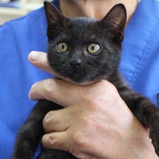 とても良い子です。かわいがって下さい。