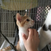 きなこ