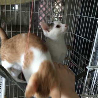 元気で人懐っこい男の子２匹