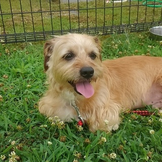 虐待飼育を乗り越えて・・ﾊﾟｰﾄﾅｰになりたい