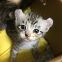 アメリカンカール風♂♀生後1ヶ月