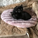 黒子猫男の子と女の子