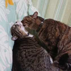 「福にゃんが、怒った！」サムネイル1