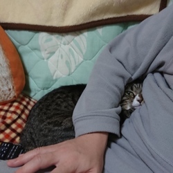 「福にゃんが、怒った！」サムネイル2