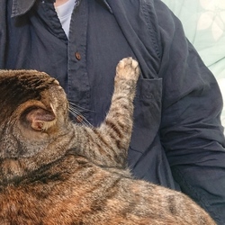 「福にゃんが、怒った！」サムネイル3