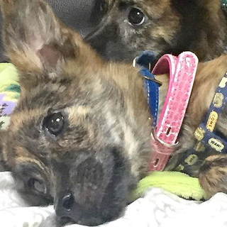 琉球犬MIX4か月姉妹ピロシキ