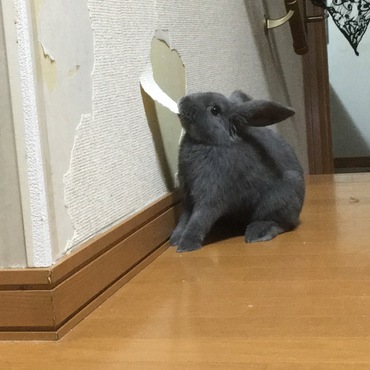 わんぱくアリスちゃん…壁紙…(´；ω；`)