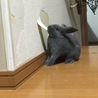 わんぱくアリスちゃん…壁紙…(´；ω；`)