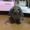 マットちゃん