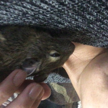 デグちゃん、