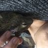 デグちゃん、
