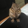 膝の上での食事。マリンちゃん