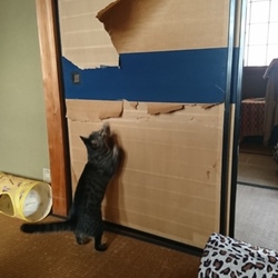 「雅(みやび)の遊び部屋リフォーム計画 その1」サムネイル1