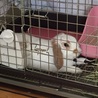 くつろぐー