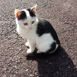 新しいお家に行けそうです