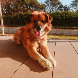 迷い犬を保護しています。