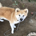 人が大すきな秋田犬の男の子