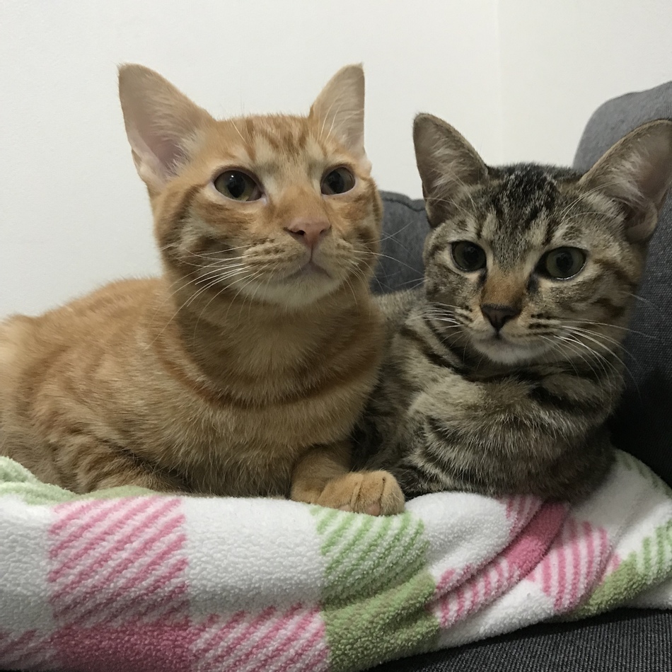 とろのカバー写真