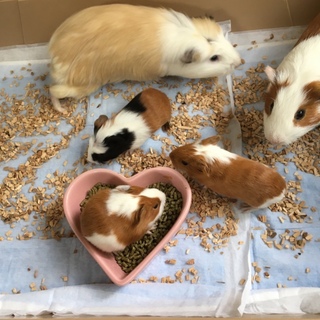 モルモットの里親募集です