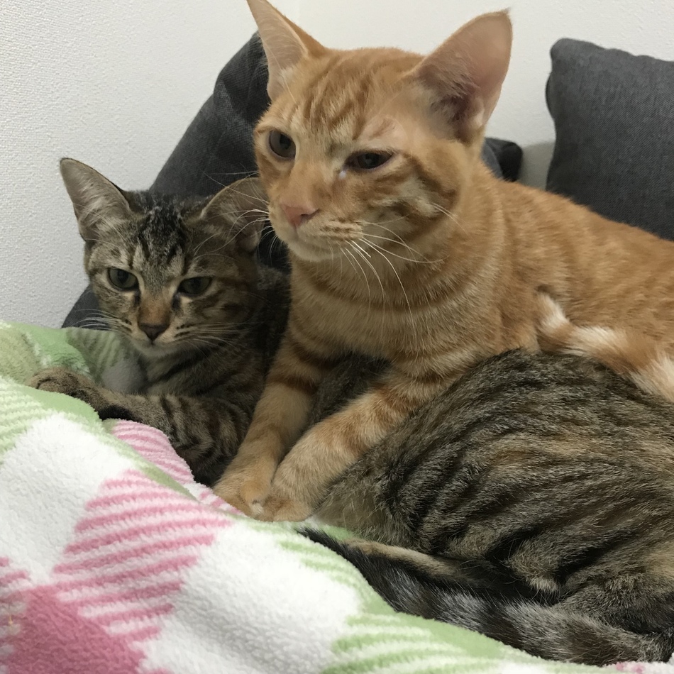 うにのカバー写真