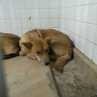 緊急！お腹に子供を宿している可能性があります。