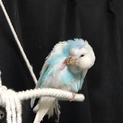 セキセイインコ1羽