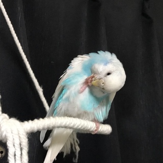 セキセイインコ1羽